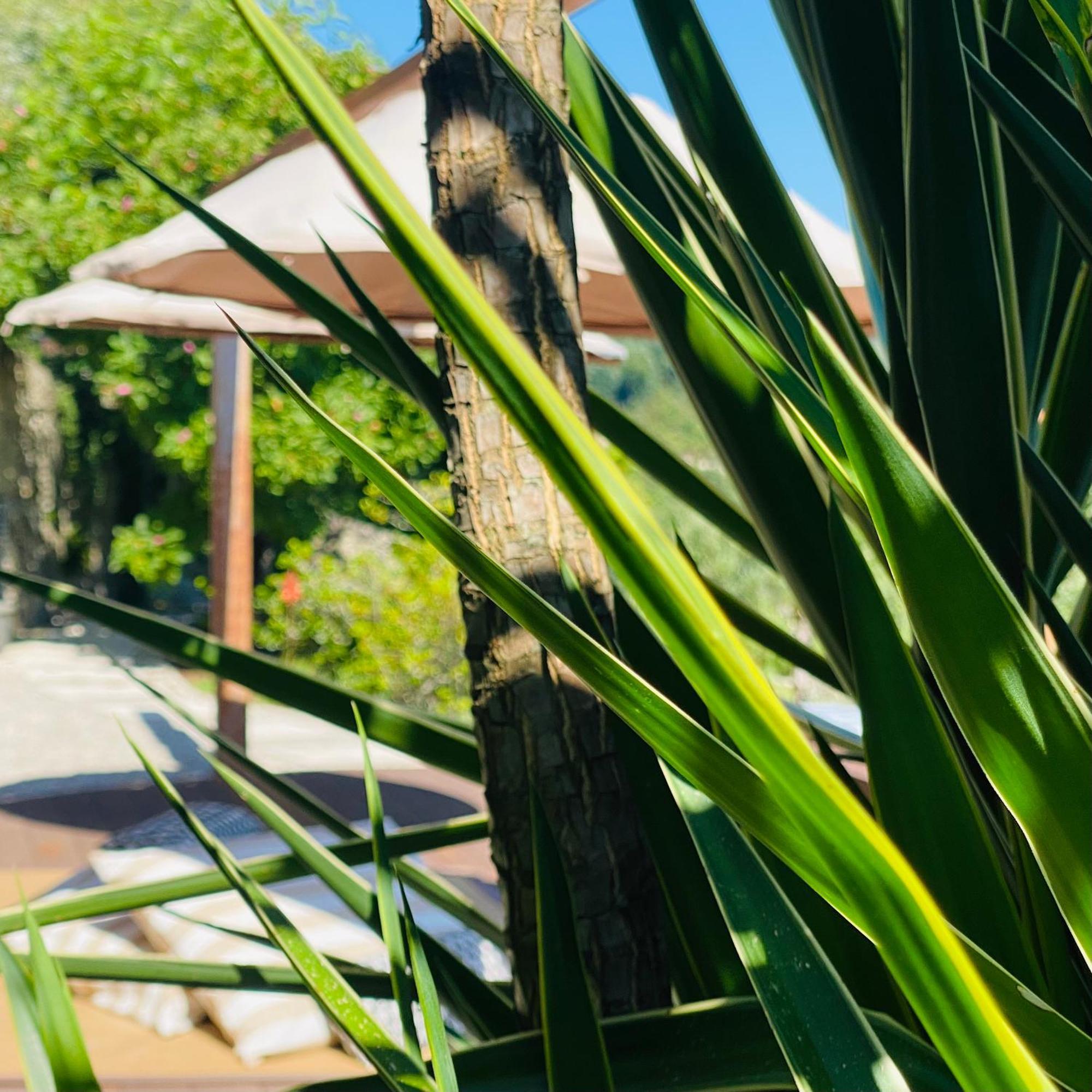 הוילה ויירה דו מיניו Quinta Cercas Da Costa מראה חיצוני תמונה